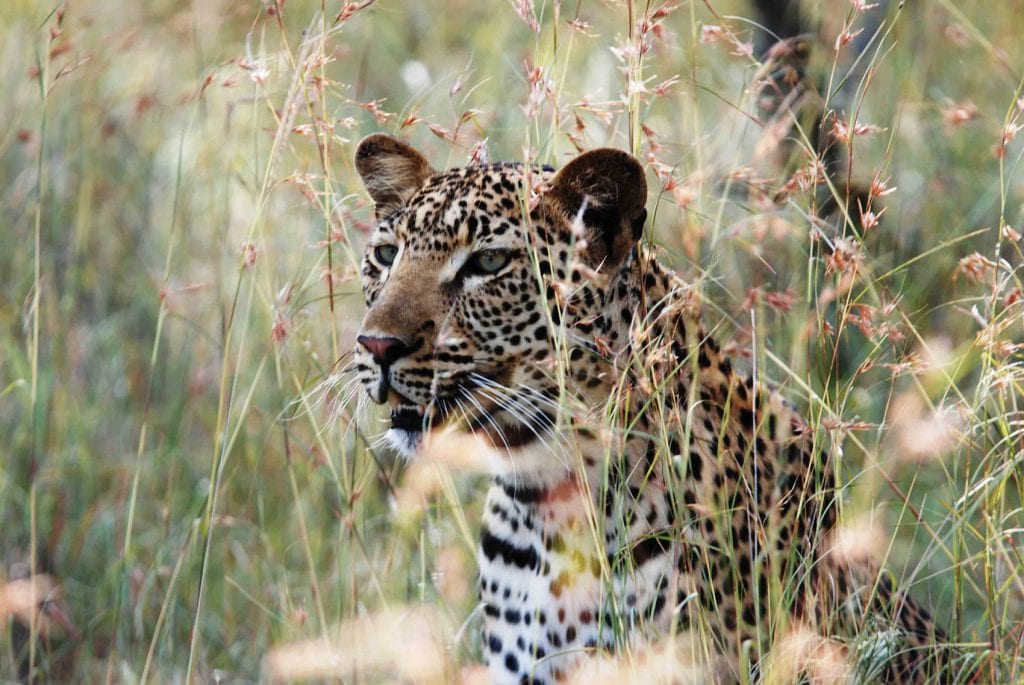 dar leopard